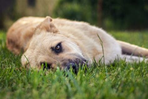 Abdominal Pain in Dogs: Causes & Symptoms | Canna-Pet® - We Are The Pet