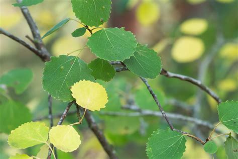 Dried Bulk Aspen bark / Available from 80 oz / Populus Tremula ...