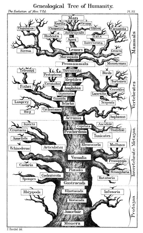 Tree Of Life Evolution Timeline