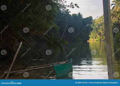 Rainforest River Cruise stock image. Image of scenery - 288718145