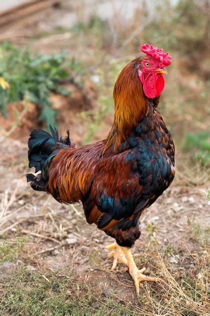 Premium Photo | Colorful rooster on nature background