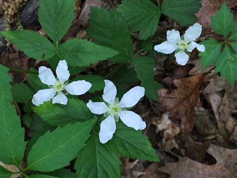 Forest Floor Plants | Trailside Museums and Zoo