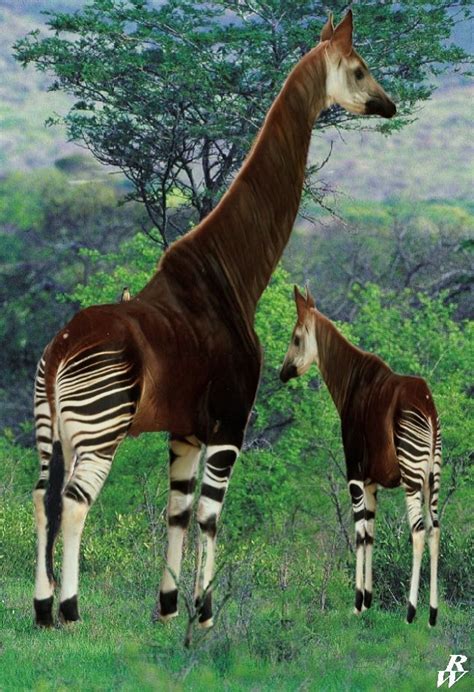 Forest Giraffe by Dwarf4r on DeviantArt