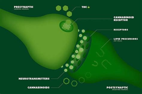 The Incredible Effects of Anandamide and CBD – SOL CBD