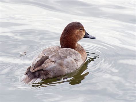 Pochard | Bird Identification Guide | Bird Spot