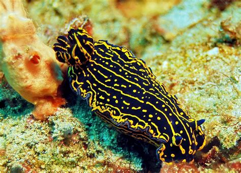 Sea Slug | Life of Sea