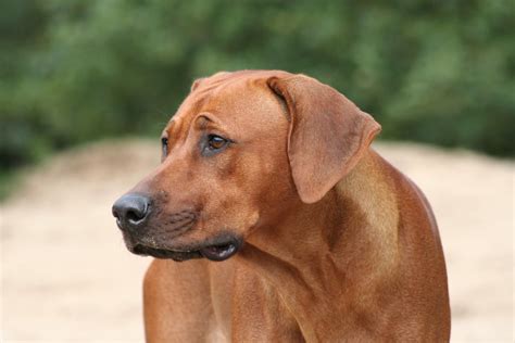 Rhodesian Ridgeback - Dog Trainer Hong Kong