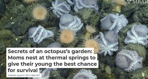 Secrets of an octopus’s garden: Moms nest at thermal springs to give ...