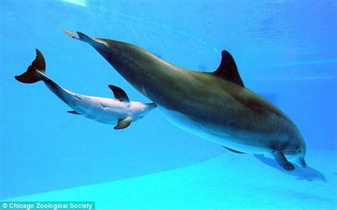 Brookfield Zoo's bottlenose dolphin gives birth and helps her new calf swim to the surface ...