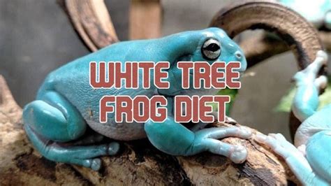 White Tree Frog Archives - ThePetEnthusiast