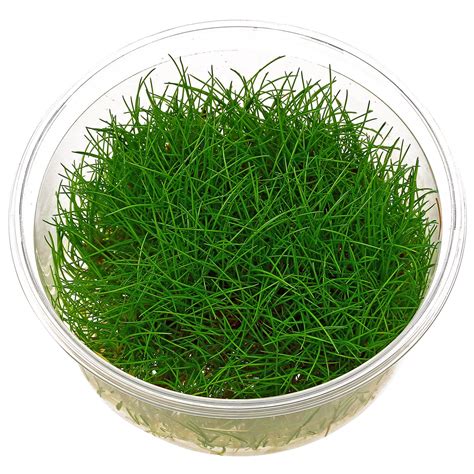 Eleocharis pusilla (parvula) - in Vitro XL | Aquasabi - Aquascaping Shop