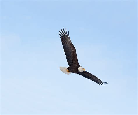 Bald Eagle's Ability to Soar and Glide All in the Wrist - intoBirds