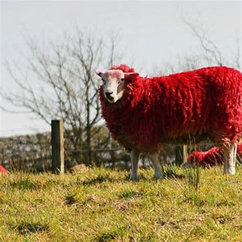 The red sheep of Scotland | Amusing Planet