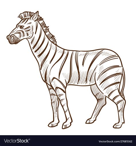 African animal zebra isolated sketch striped Vector Image