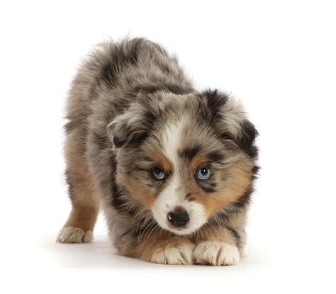 Mini American Shepherd Puppy Photograph by Mark Taylor - Pixels