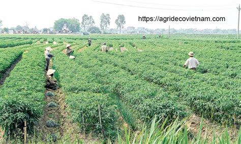 small-chilli-harvesting - Agrideco Vietnam Co., Ltd.