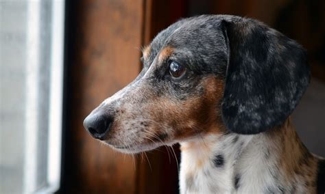 Dachshund Names: Unique & Most Popular Monikers – Pet Guide Reviews