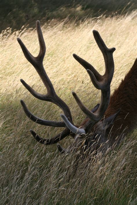 Red Deer Antlers | IMG_8569, 30% | Mark Mansfield | Flickr