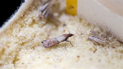 Pantry Moth Larvae On Ceiling | Homeminimalisite.com