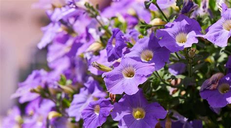 Petunia Colors: What Colors do Petunias Bloom?