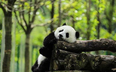 Giant Panda Habitat, Panda Habitat Protection