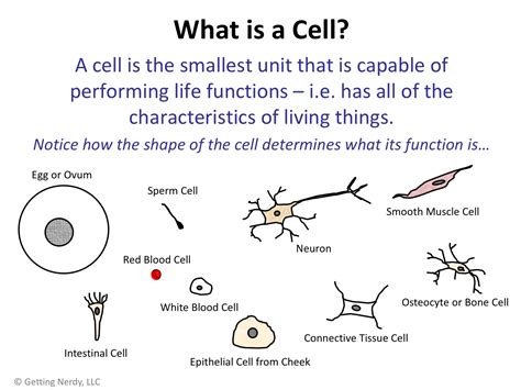 Lesson Plan: Hooke, Cells and Cell Theory - Getting Nerdy Science