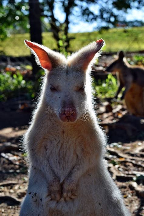 Beautiful Rare an Albino Kangaroo in the Park Stock Photo - Image of ...