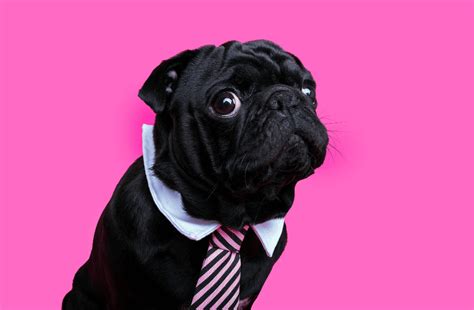 The Black Pug - Rare Breed Guide - Animal Corner