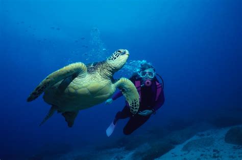 Working Together to Save Hawaii's Turtles | Nature and Wildlife | Discovery