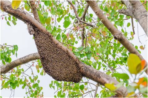 What To Do If You See a Bee Swarm - NewsforShopping