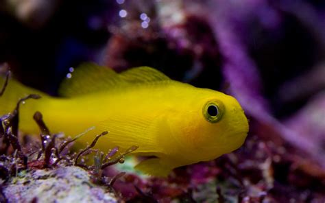 Yellow Clown Goby – Exotic Sealife