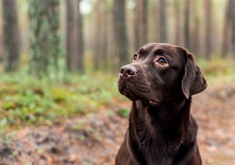 Is A Labrador Retriever The Ideal Dog For Your Family?