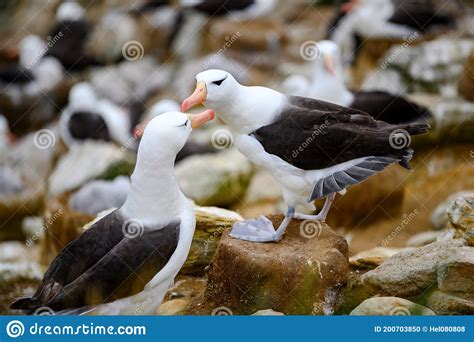 Pair of Black-browed Albatross Birds - Diomedeidae - Bill and Coo during Breeding Season in ...