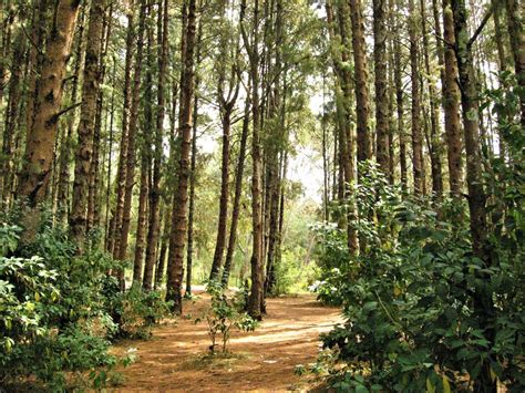 Tamilnadu Tourism: Pine Forest Shooting Spot, Ooty, Nilgiris