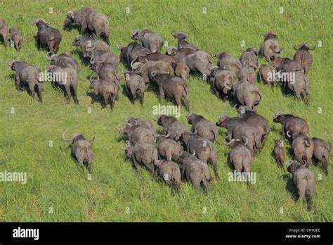 Aerial view of Buffalo herd running Stock Photo - Alamy