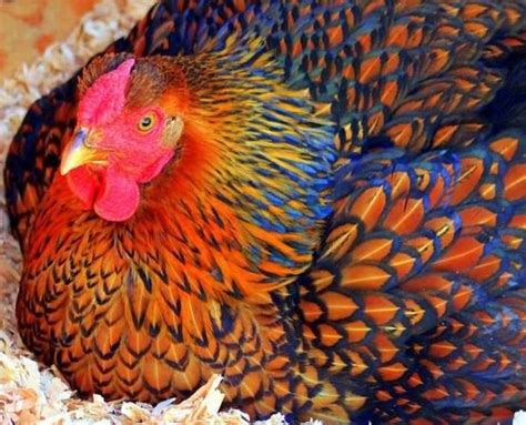 Colorful | Chickens backyard, Beautiful chickens, Chicken breeds