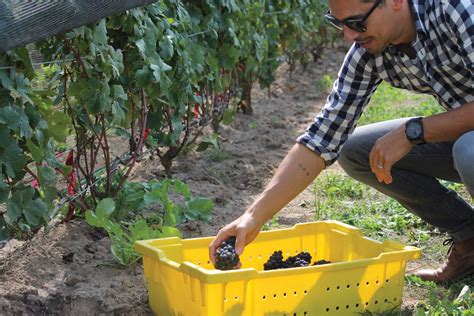 Adamo Winery: Hands-on the business of wine-making | Orangeville Citizen