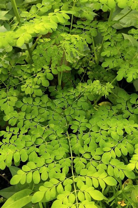 Moringa Tree | Tree of Life | In The Kitchen With Matt