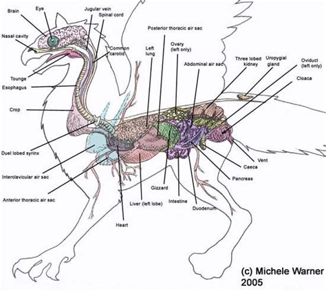 Griffin Anatomy. | Criaturas mitológicas, Criaturas fantásticas, Criaturas mágicas