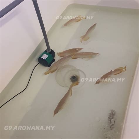 Wholesale Price!!!LIVE FISH HIGH BACK GOLDEN AROWANA 11inch+/- 5inch+/-现货 高背金龙鱼 大鱼11inch+/- 3寸5寸 ...