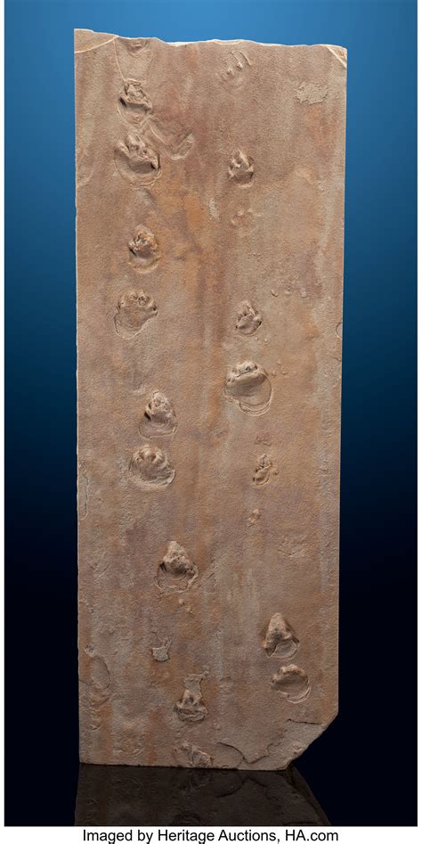 Fossil Pelycosaur Trackway. Chelichnus sp.. Permian. Coconino | Lot ...