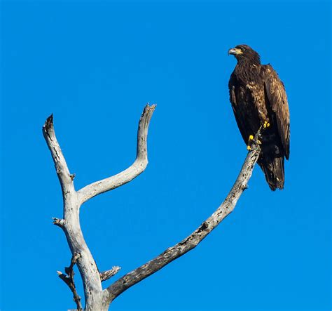 Female Bald Eagle Photograph by Tom Goldsmith - Fine Art America