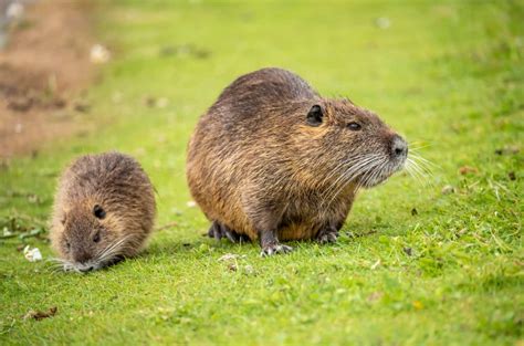 Baby Muskrat: 6 Pictures and Incredible Facts - A-Z Animals