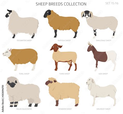 Sheep breeds collection 15. Farm animals set. Flat design Stock Vector ...