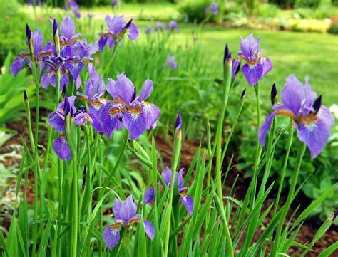 Top 28+ - Iris Plant Care - irises plant care and collection of varieties garden org, planting a ...