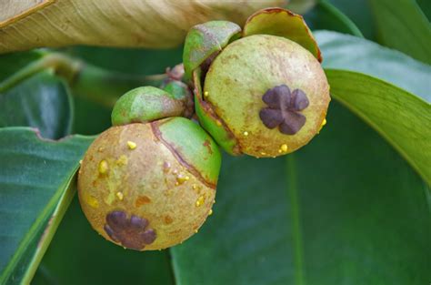 Trees and Plants: Mangosteen