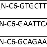 Selected sequences targeting Cyclin B1 mRNA. ASO name Sequence ...