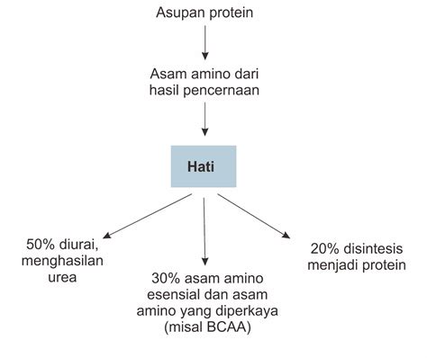 Sirosis Hati, Diagnosis dan Tatalaksana – Kedokteran – Caiherang