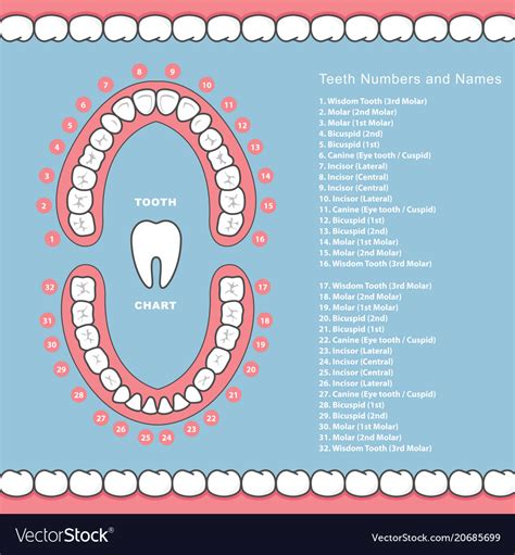 View Names Of The Teeth PNG - Teeth Walls Collection For Everyone