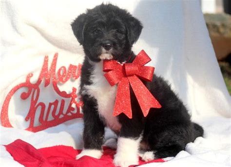 Akita-Poodle (Standard) Mix puppy for sale in MOUNT JOY, PA. ADN-54975 ...